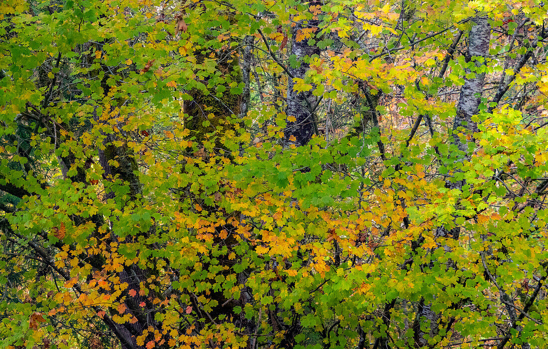 USA, Bundesstaat Washington, Sammamish Japanische Ahornblätter mit Herbstfärbung