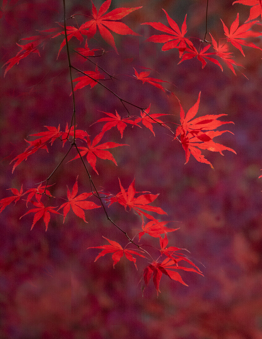 USA, Washington State, Pazifischer Nordwesten, Sammamish und rote Blätter des Japanischen Ahorns