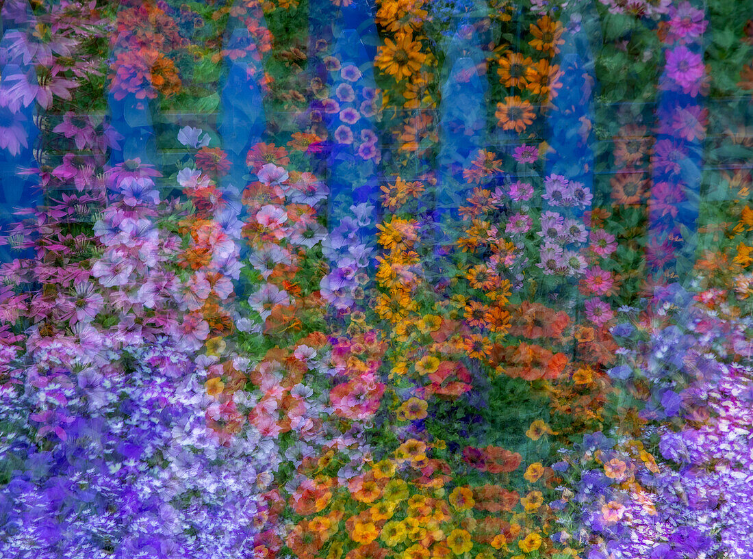 USA, Washington State, Pacific Northwest, Sammamish colorful flowers and blue picket fence multi exposures