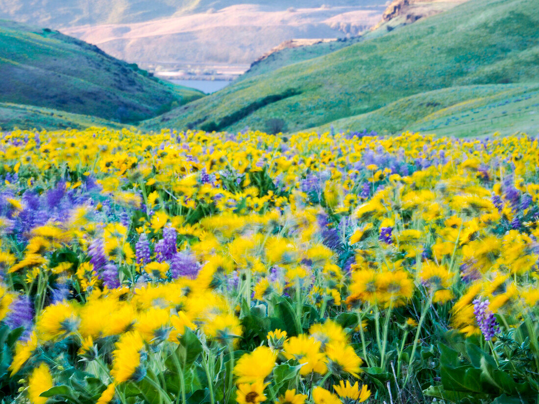 USA, Washington State. Arrowleaf balsamroot and lupine