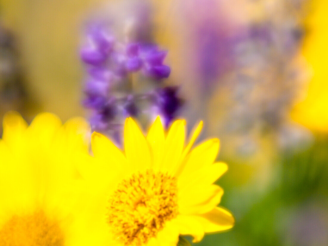 USA, Washington State. Close-up of Arrowleaf Balsamroot and lupine