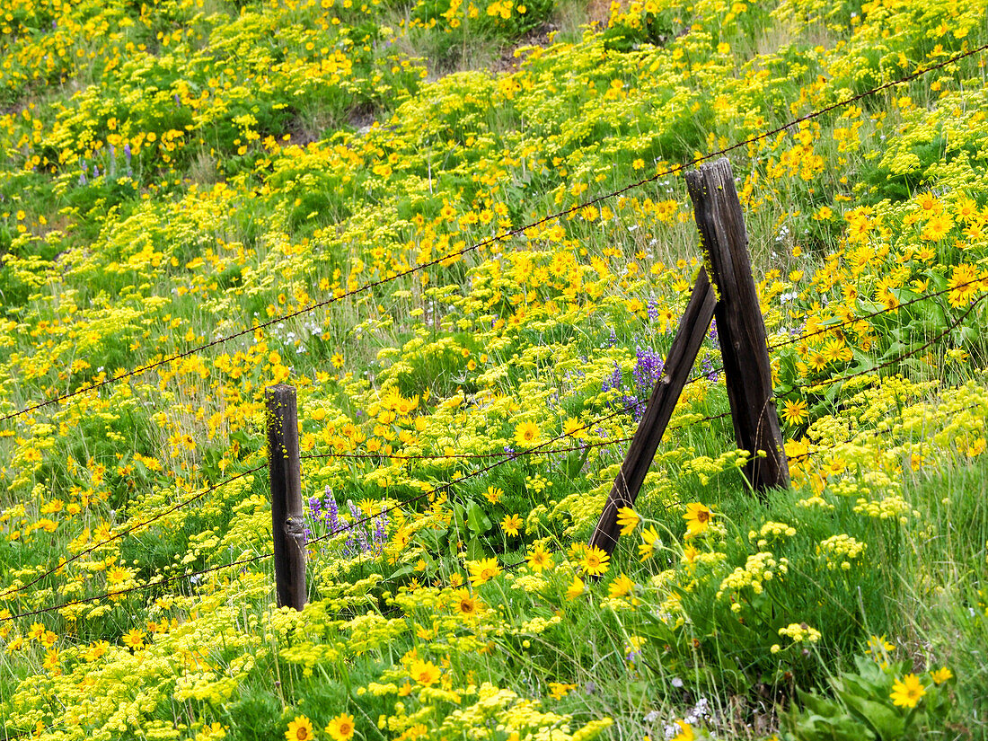 USA, Bundesstaat Washington. Zaunlinie mit Frühlings-Wildblumen