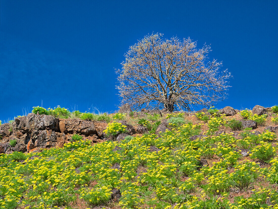 USA, Bundesstaat Washington. Einsamer Baum am Hang mit Frühlings-Wildblumen