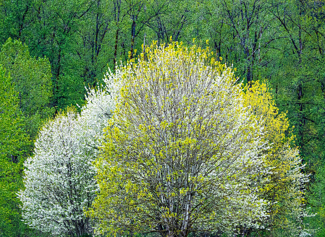 USA, Washington State, Pacific Northwest, Fall City springtime and flowering wild Cherry amongst Cottonwood trees