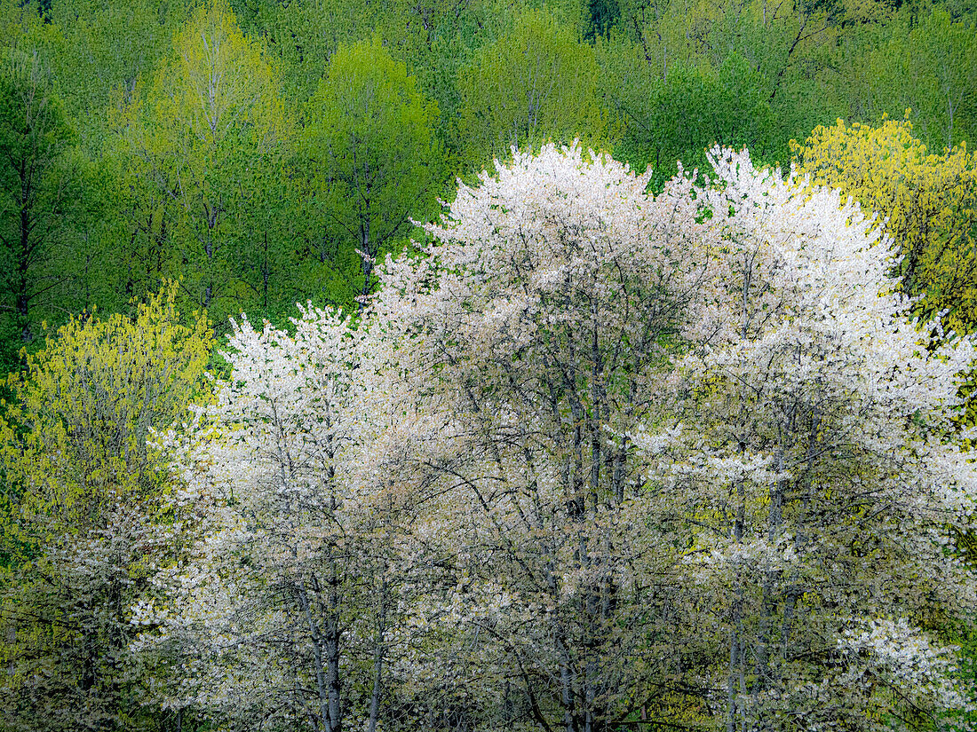 USA, Washington State, Pacific Northwest, Fall City springtime and flowering wild Cherry amongst Cottonwood trees