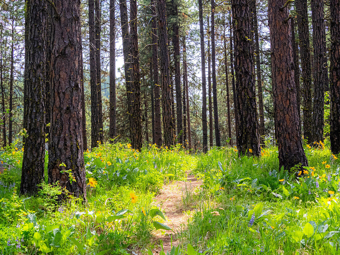 USA, Washington State, Leavenworth Balsamroot blooming amongst Ponderosa Pine