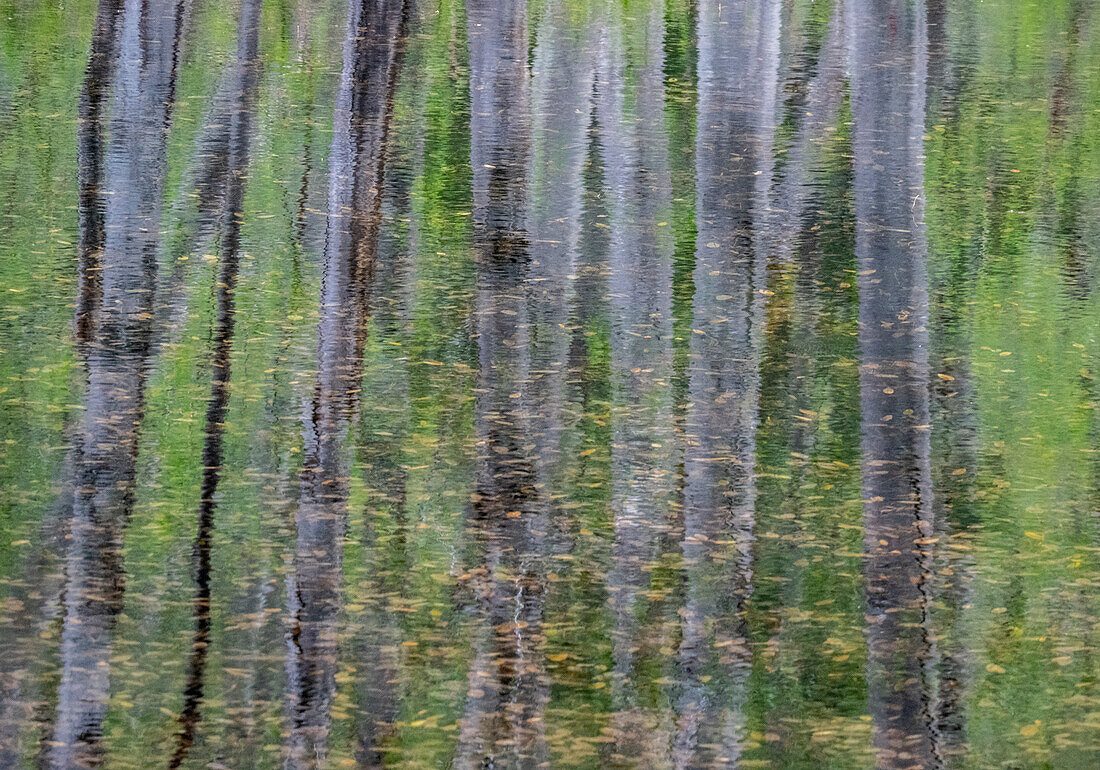 USA, Washington State, Old Cascade Highway off of Highway 2 and pond reflecting alder trees