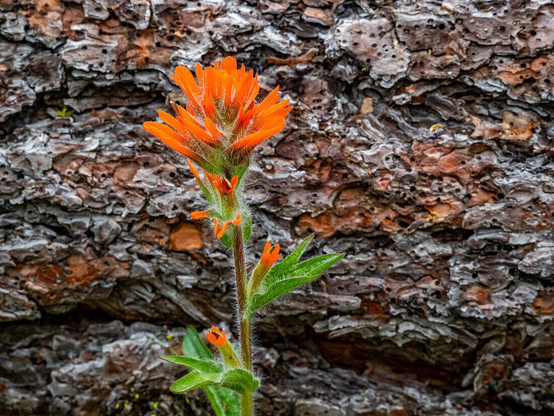 USA, Washington State, Table Mountain eastern Cascade Mountains Indian Paint Brush besides Ponderosa Pine Bark