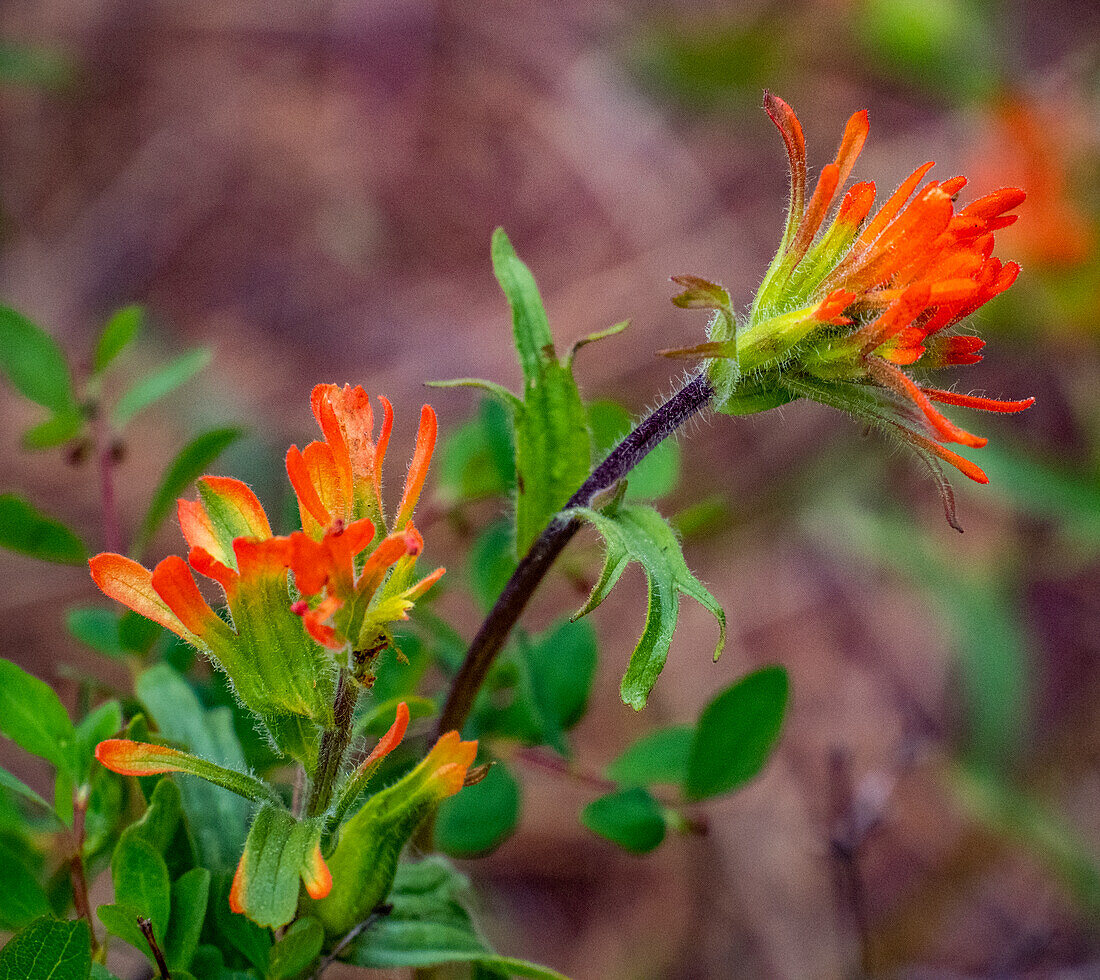 USA, Washington State, Table Mountain eastern Cascade Mountains Indian Paint Brush