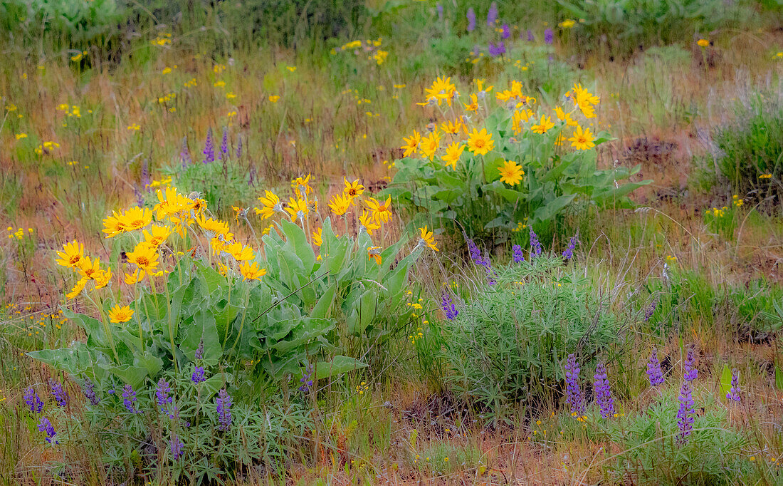 USA, Washington State, Table Mountain eastern Cascade Mountains Balsamroot and Lupine