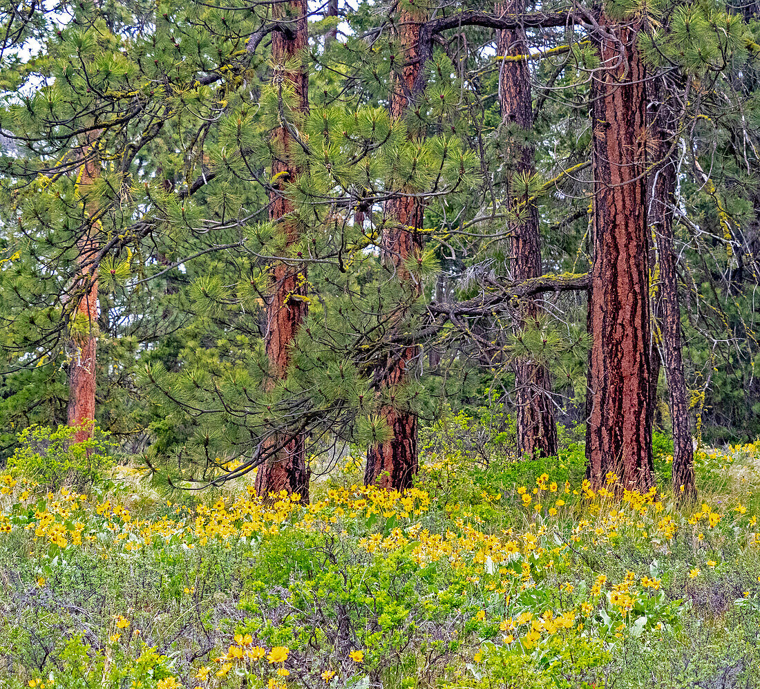 USA, Washington State, Table Mountain eastern Cascade Mountains Balsamroot and Lupine amongst Ponderosa Pine