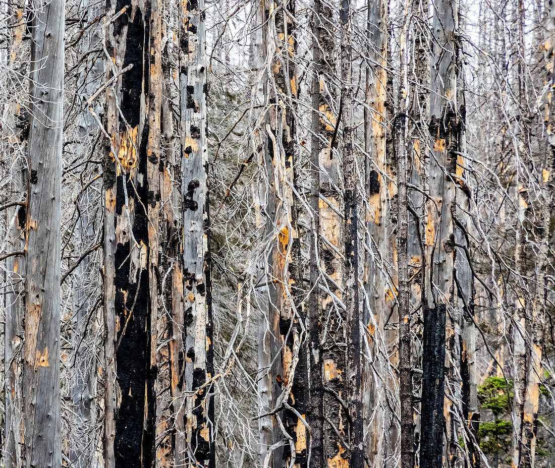 USA, Bundesstaat Washington, Tafelberg östliche Kaskadenberge Waldbrandeinwirkung auf Wald