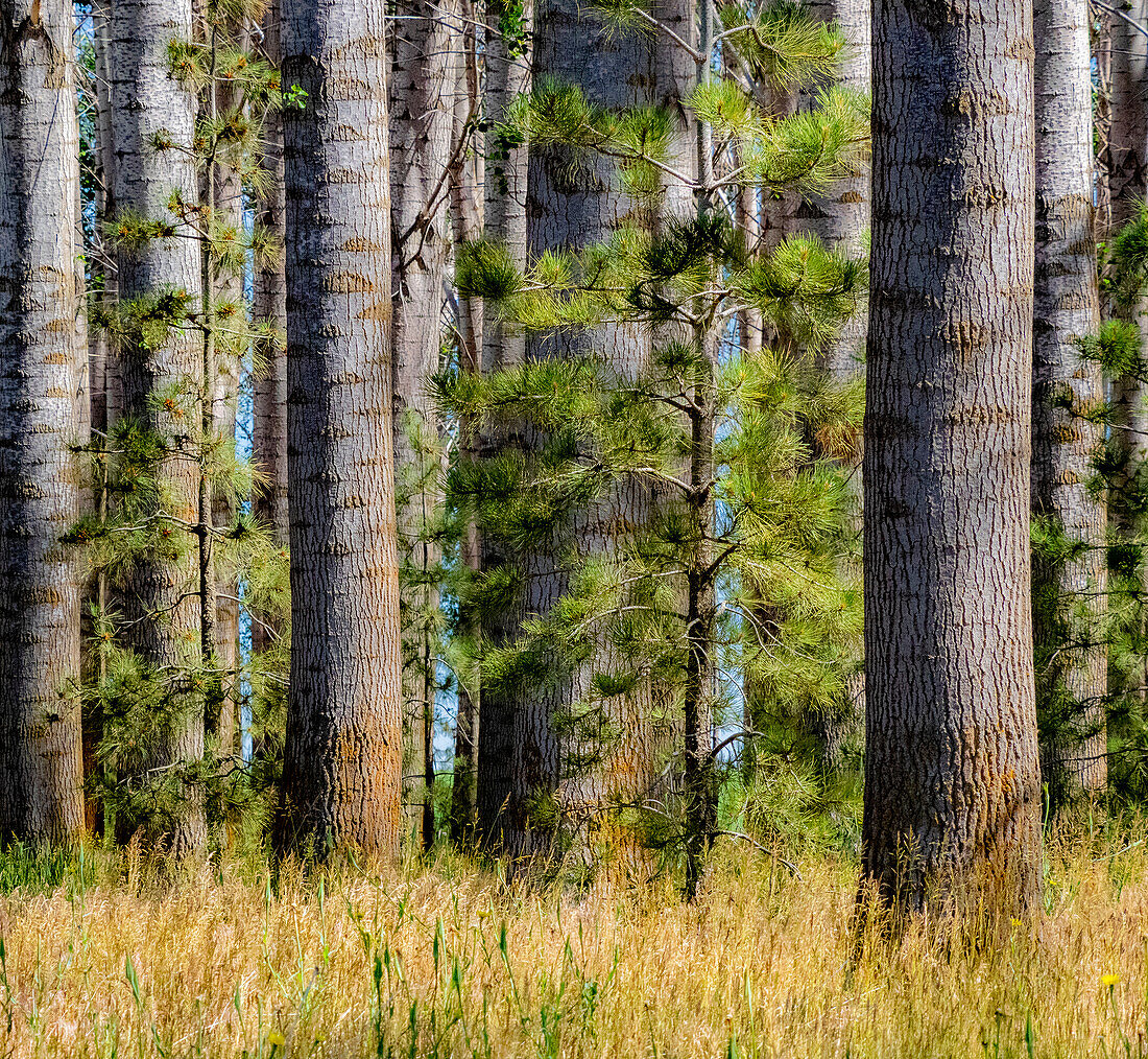USA, Washington State, Othello grove of trees along Highway 26