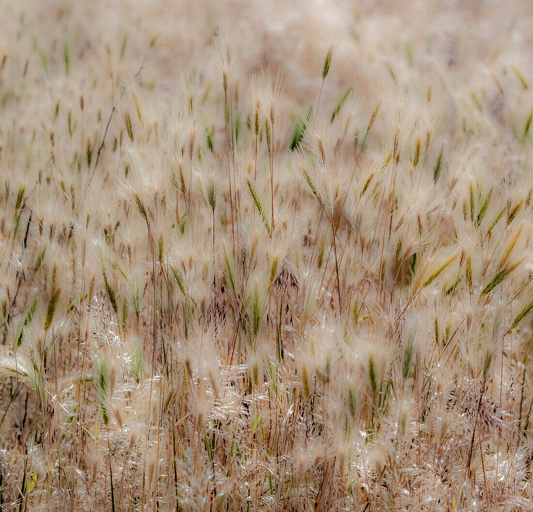 USA, Washington State, Benge. Dried grass seed heads