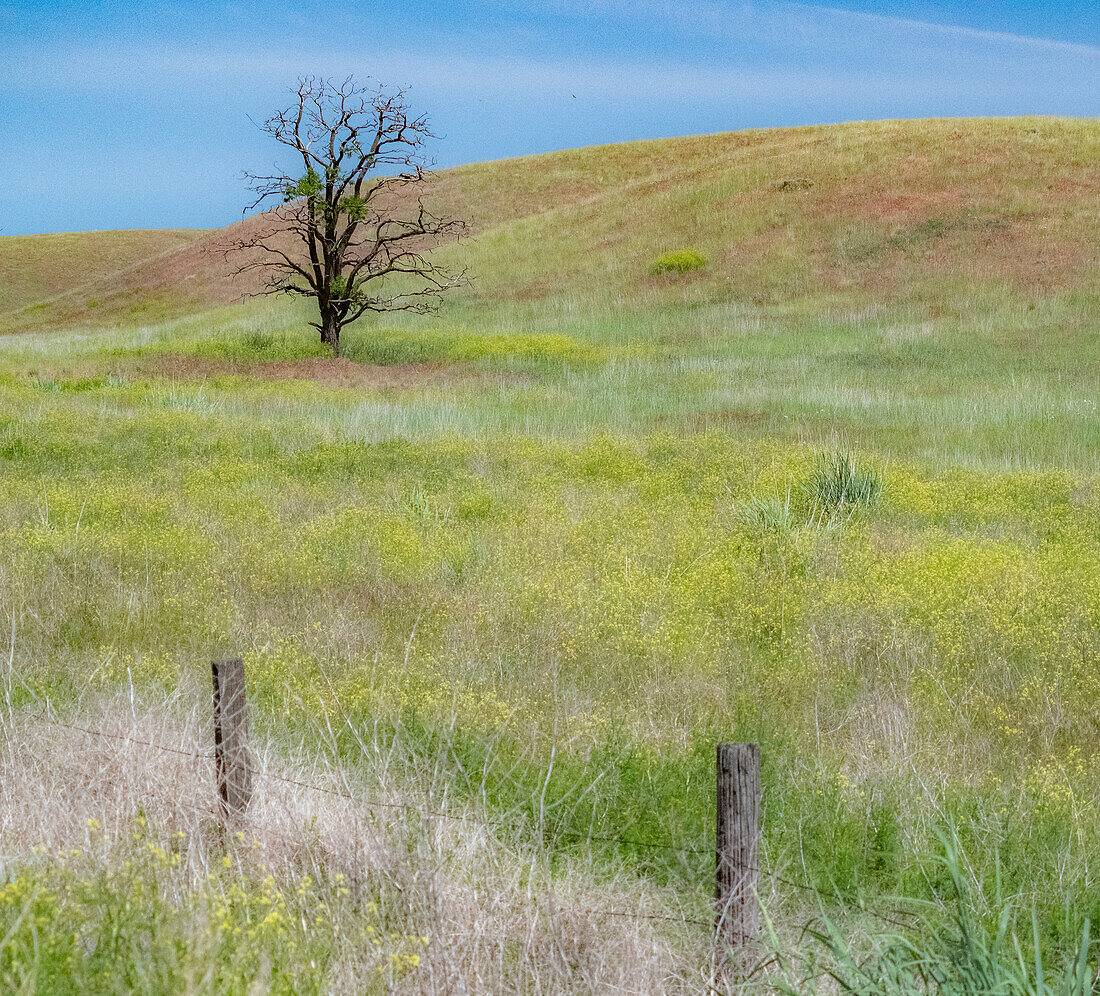 USA, Washington State, Eastern Washington, Benge. With lone dead tree in field of grasses