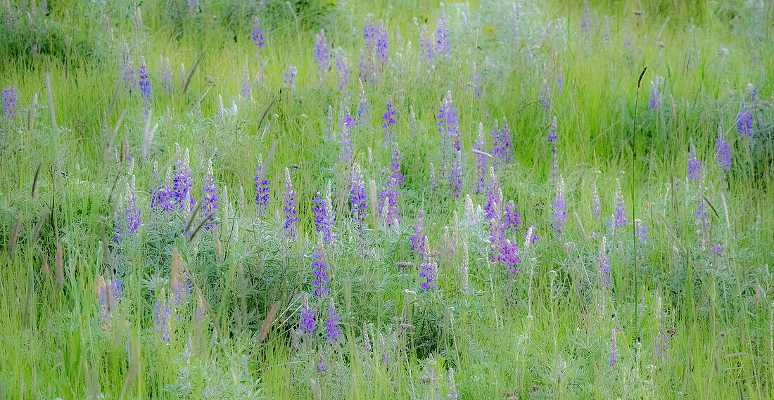 USA, Washington State, Colfax. Palouse field of grass and lupine