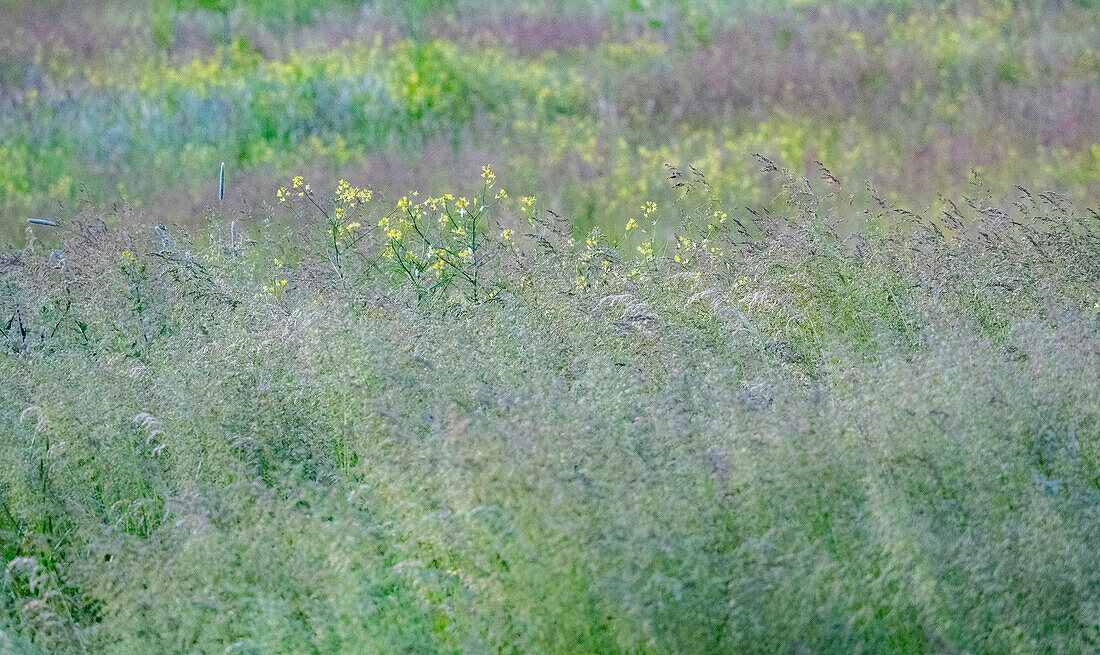 USA, Washington State, Palouse, Eastern Washington. Green grass field