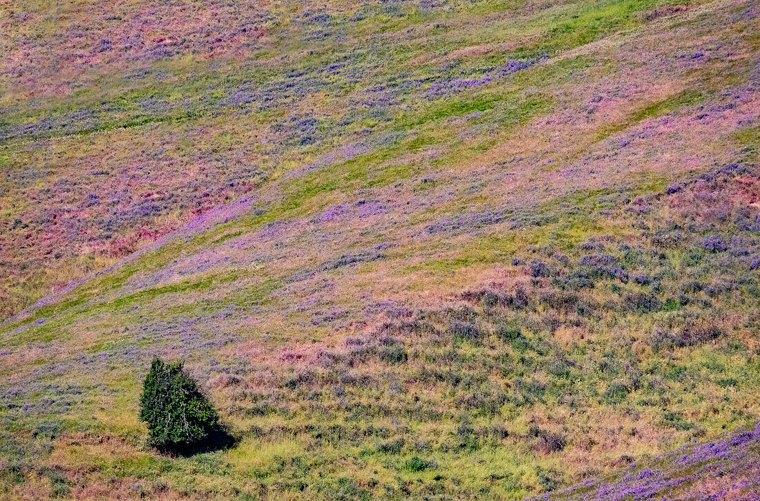 USA, Washington State, Palouse with hillside of vetch