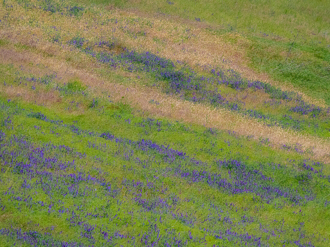 USA, Washington State, Palouse with hillside of vetch