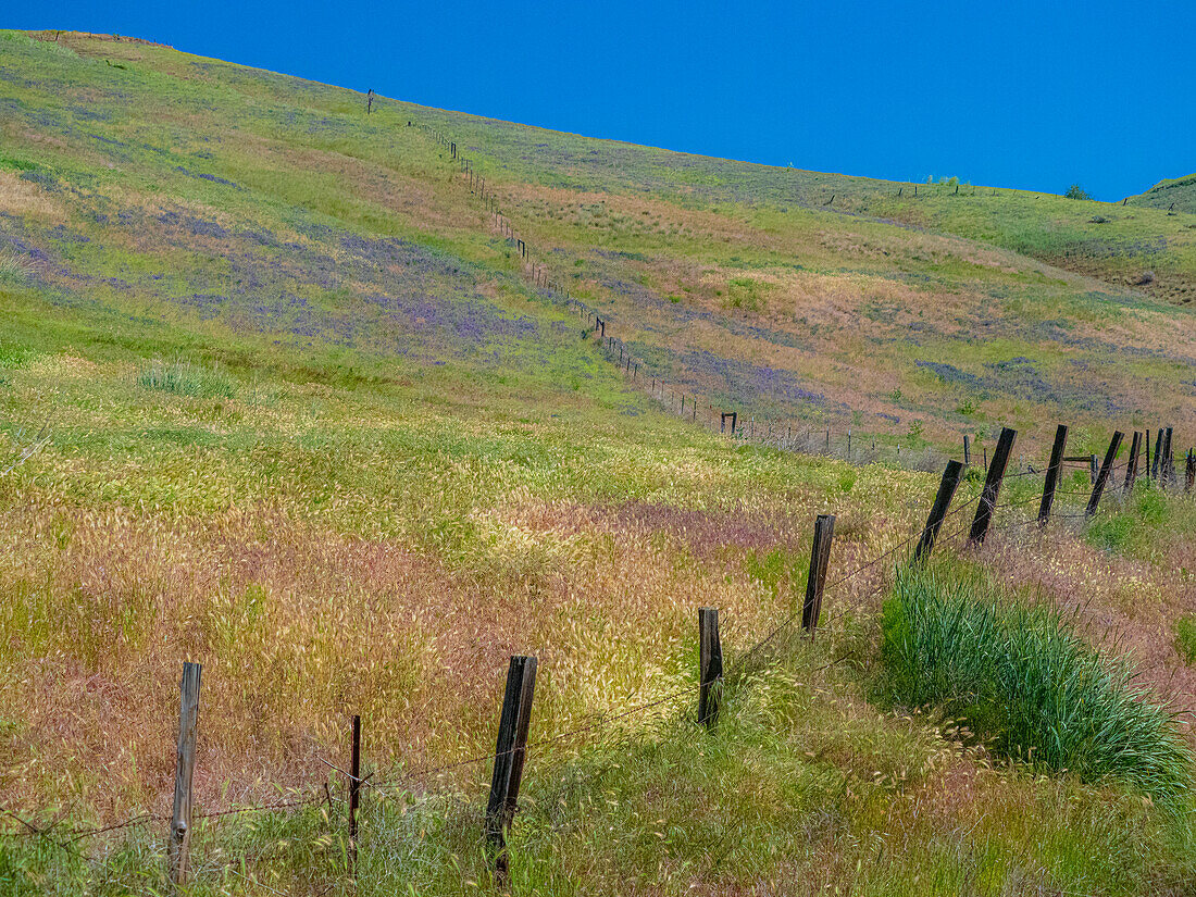 USA, Washington State, Palouse with hillside of vetch