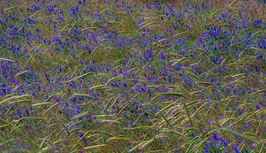 USA, Washington State, Benge. Purple vetch in field