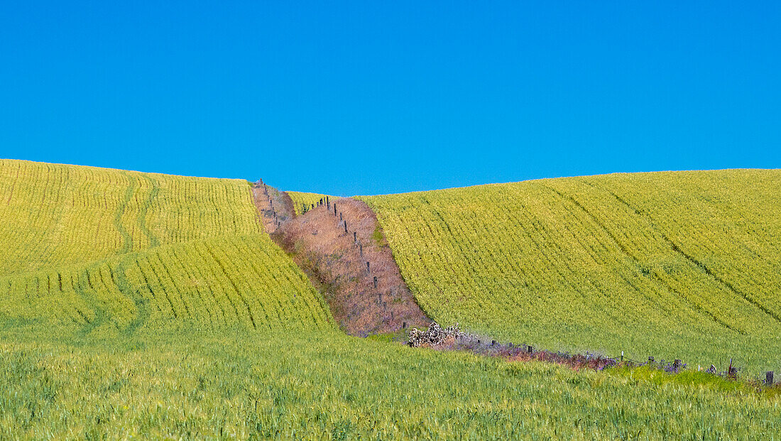 USA, Washington State, Winona winter wheat with fence line running through middle of field