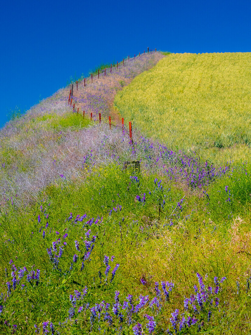 USA, Washington State, Winona winter wheat with fence line and foreground of vetch