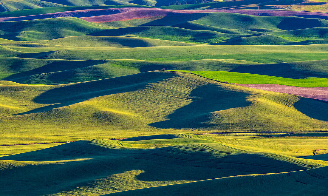 USA, Washington State, Palouse und Steptoe Butte State Park Blick auf Weizen und Raps