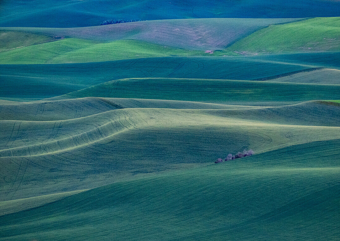 USA, Washington State, Palouse and Steptoe Butte State Park view of Wheat fields last light