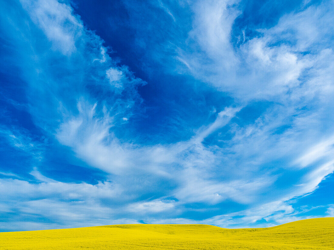 USA, Washington State, Palouse and springtime crop of Canola