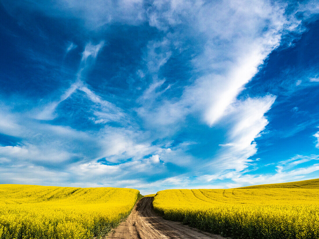 USA, Washington State, Palouse canola fields in yellow with dirt road