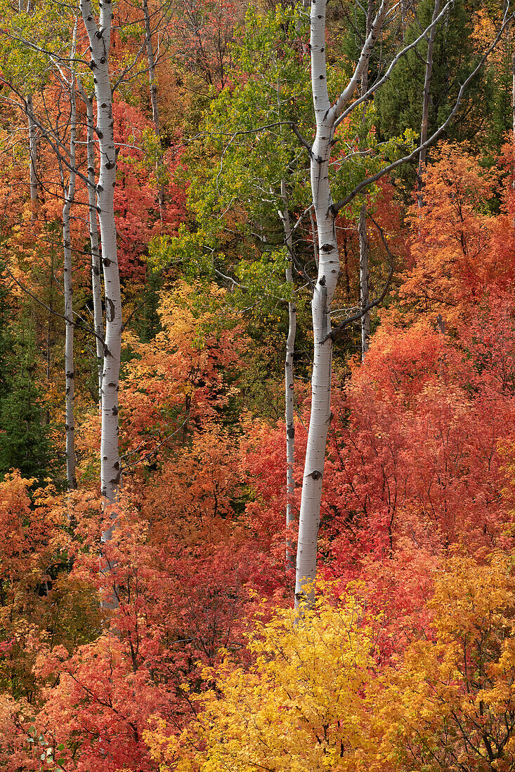 USA, Wyoming. Buntes Herbstlaub, Caribou-Targhee National Forest.