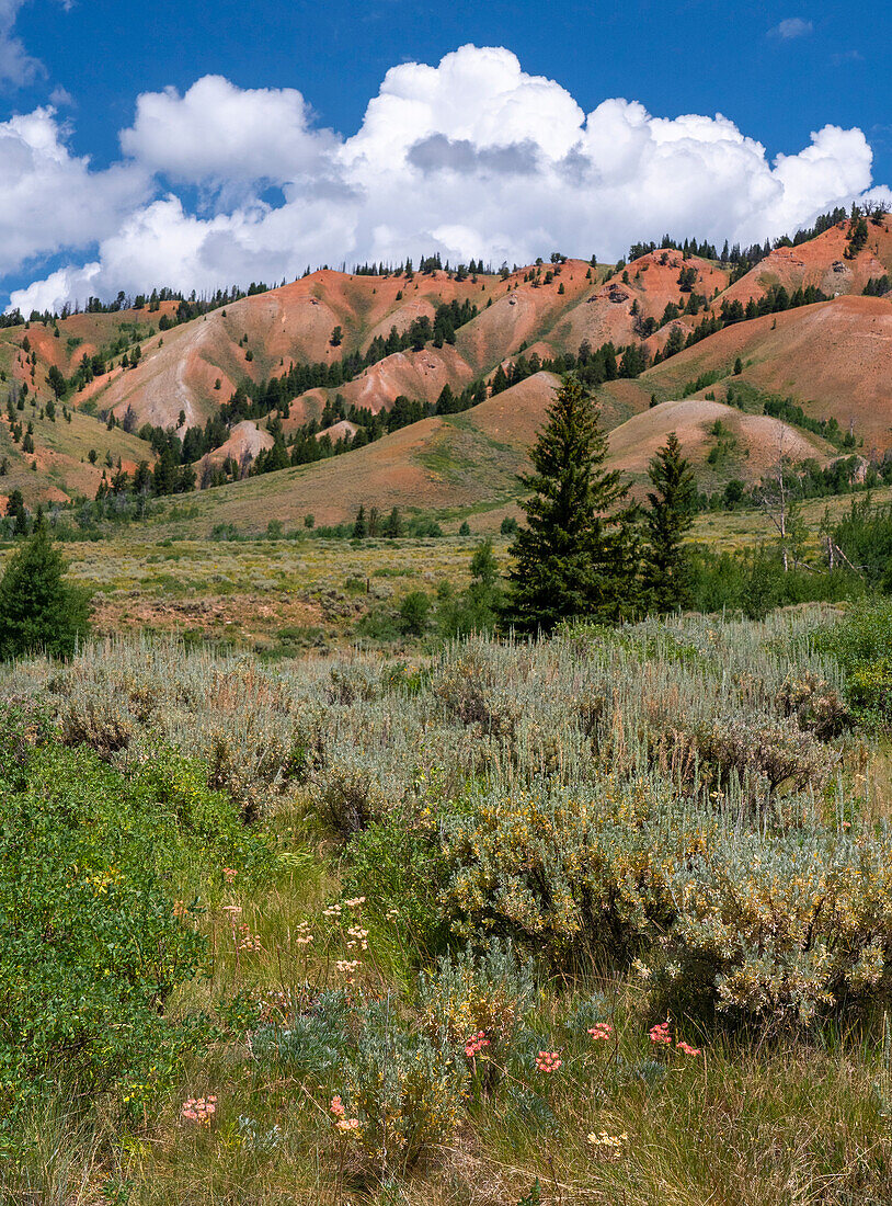 USA, Wyoming. Rote Hügel, Bridger Teton National Forest.