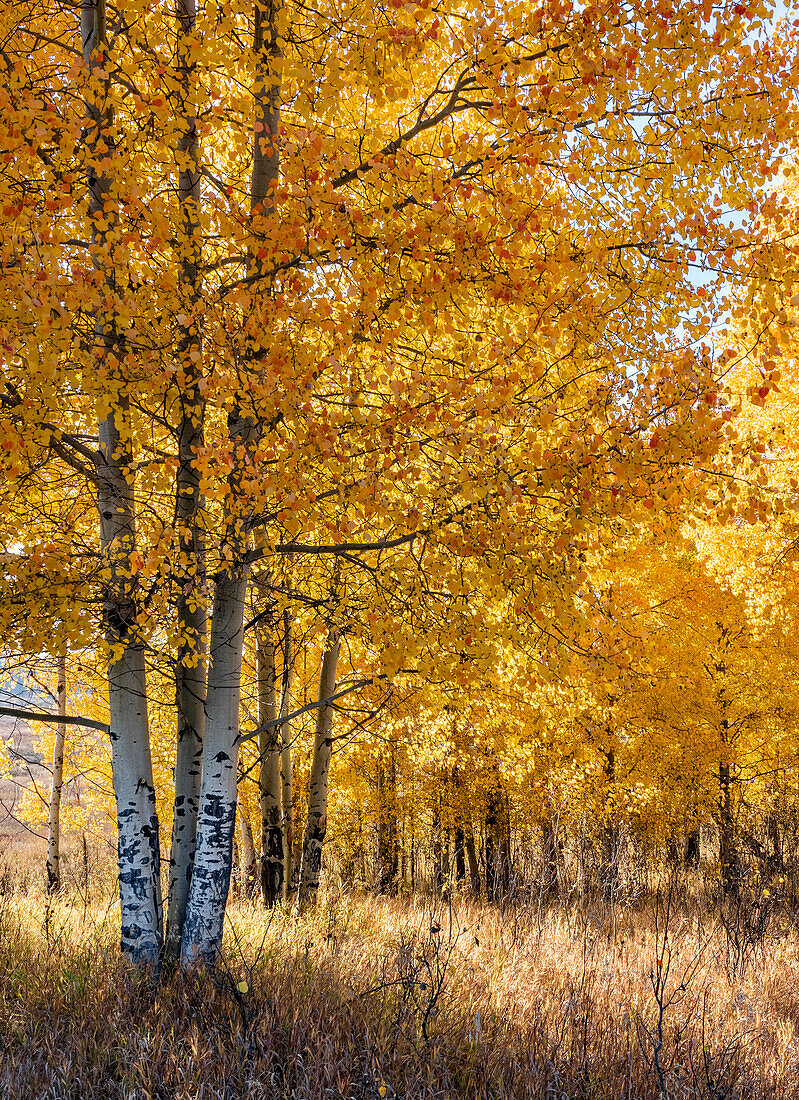 USA, Wyoming. Herbstliche Aspen in der Nähe der Oxbow Bend, Grand Teton National Park.