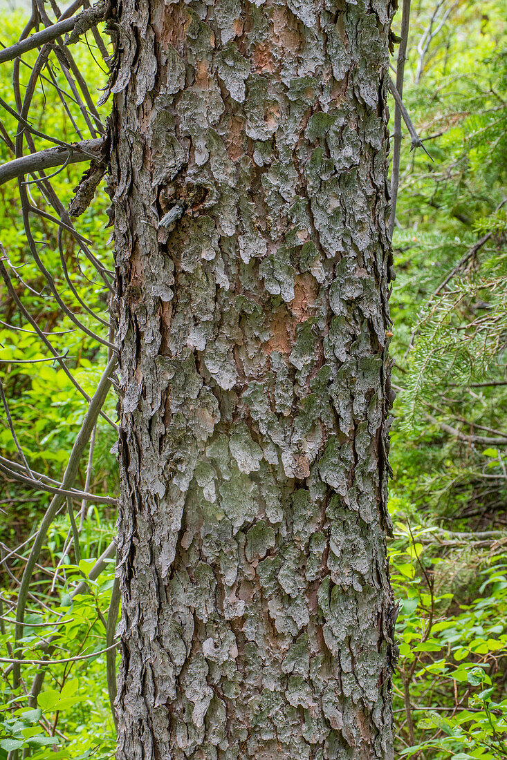 Engelmann spruce tree, String Lake, Grand Tetons National Park, Wyoming, USA