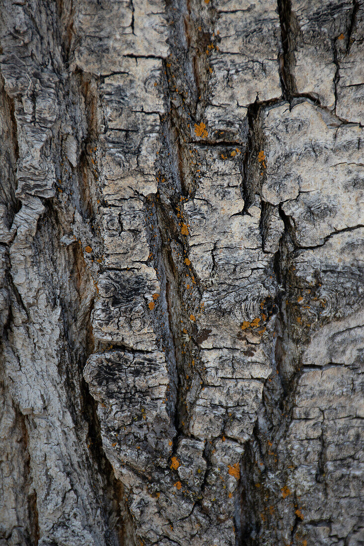 Bark of balsam poplar tree, Lunch Tree Hill, Grand Teton National Park, Wyoming, Usa.