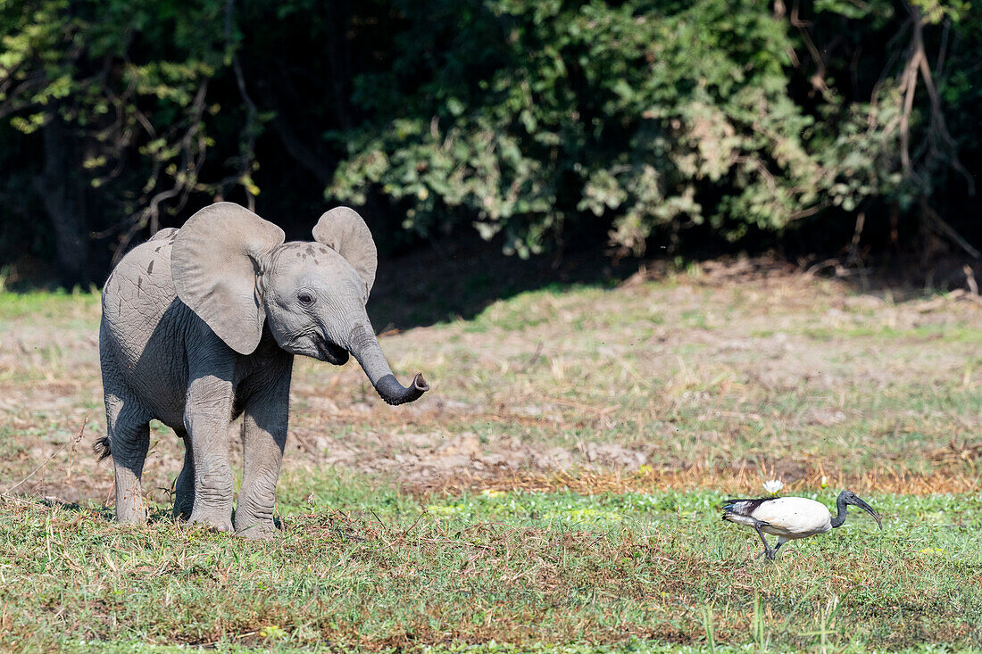 Sambia, Süd-Luangwa-Nationalpark. Junger afrikanischer Elefant mit Ibis.
