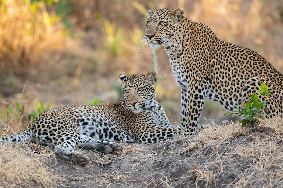 Sambia, Süd-Luangwa-Nationalpark. Leopardenmutter mit ausgewachsenem männlichem Jungtier.