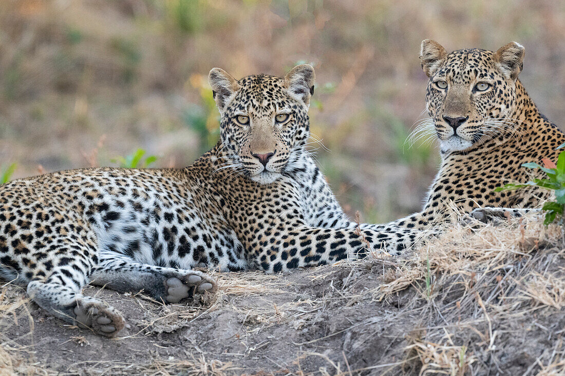 Sambia, Süd-Luangwa-Nationalpark. Leopardenmutter mit ausgewachsenem männlichen Jungtier.