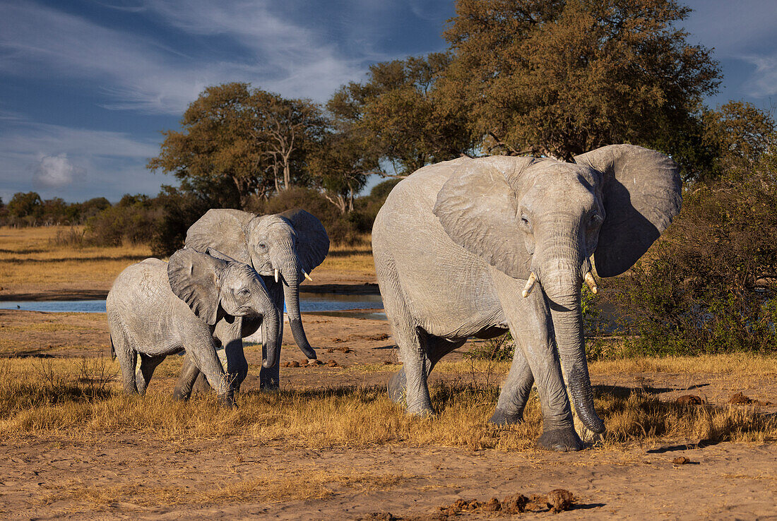 Elephants leaving watering hole. Camelthorn Lodge. Hwange National Park. Zimbabwe.