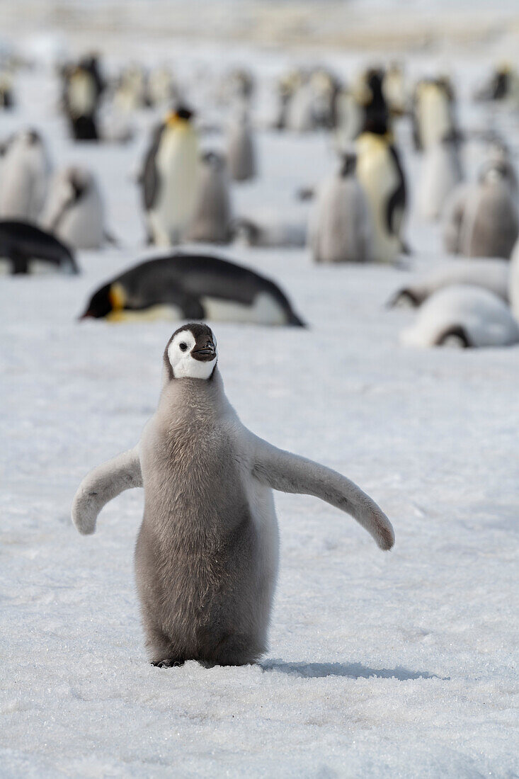 Antarktis, Weddell-Meer, Snow Hill. Kaiserpinguin-Küken