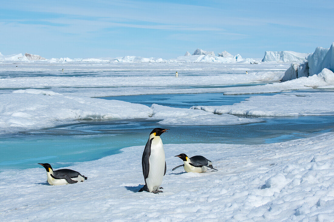 Antarctica, Weddell Sea, Snow Hill. Emperor penguins