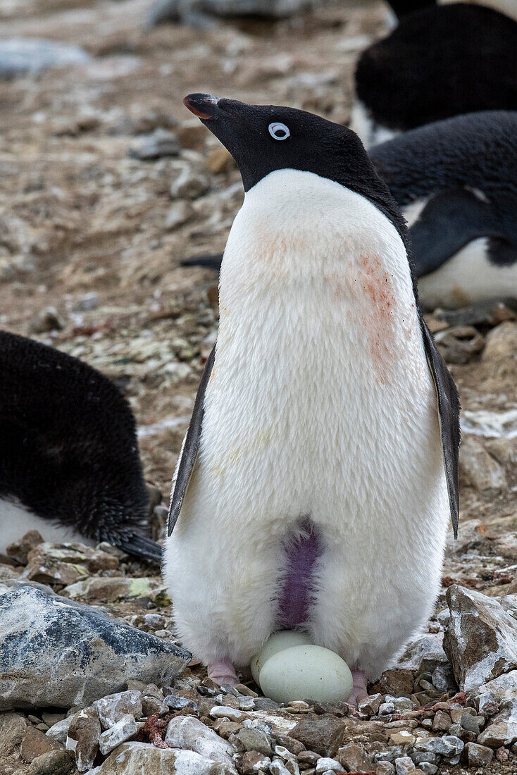 Antarctica, Vega Island, aka Devil Island. Nesting colony of Adelie penguin with 2 eggs.