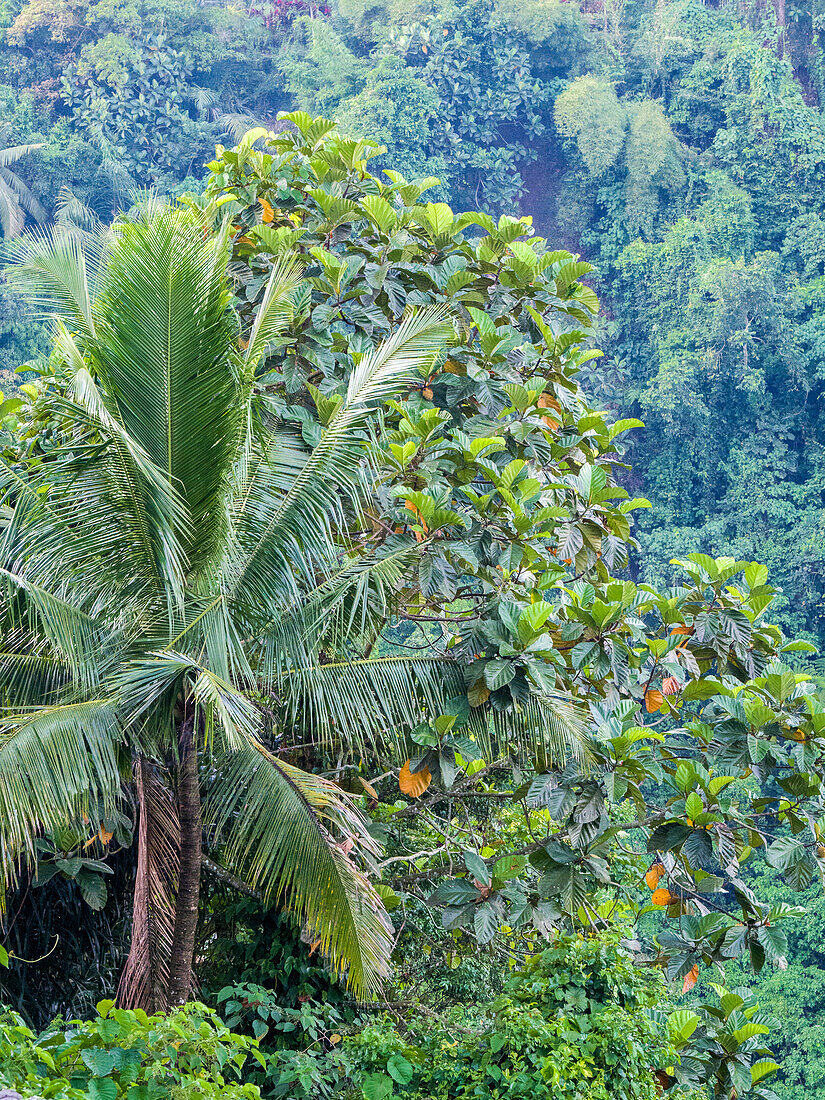 Indonesien, Bali, Ubud. Palmen in einem tropischen Wald.