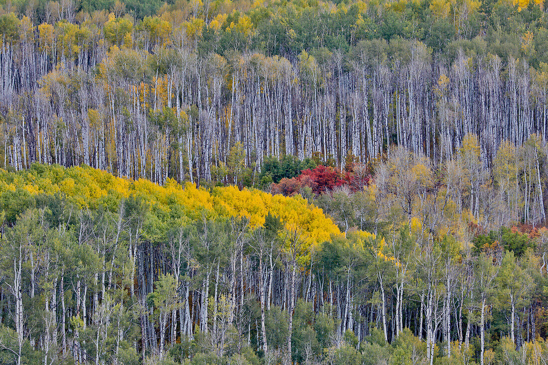 USA, Wyoming. Kebler Pass mit Aspenhain in Herbstfärbung