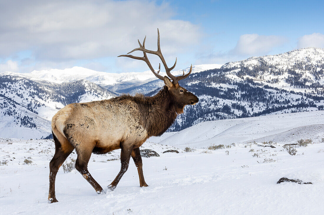 USA, Wyoming, Yellowstone-Nationalpark. Einzelner Elchbulle im Schnee