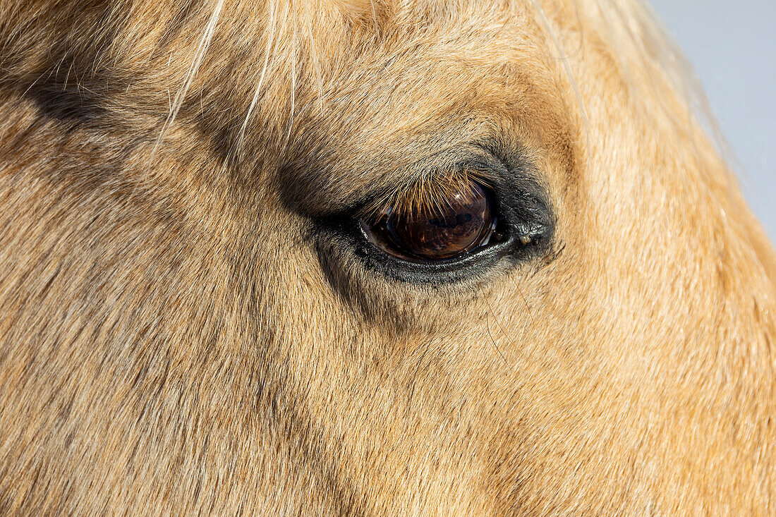 USA, Shell, Wyoming. Hideout Ranch close-up of horses eye. (PR)
