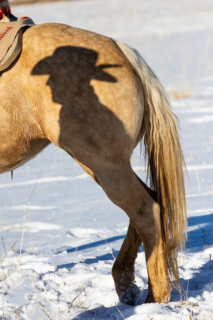 USA, Shell, Wyoming. Hideout Ranch Shadow of cowhand with hat on side of horse. (PR,MR)