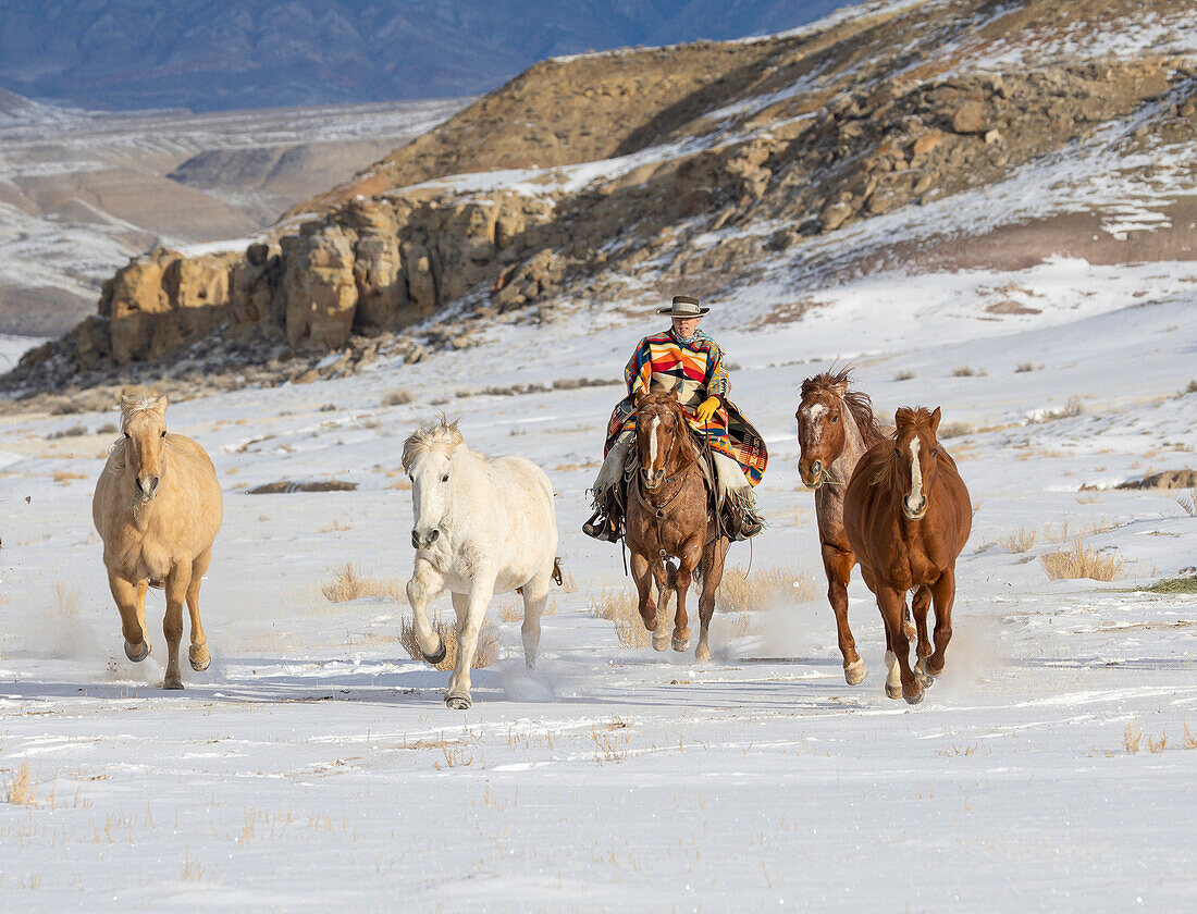 USA, Shell, Wyoming. Cowboy der Hideout Ranch reitet und hütet Pferde im Schnee (PR,MR)