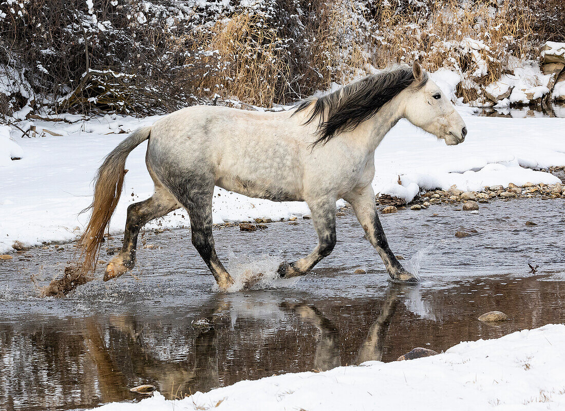 USA, Shell, Wyoming. Hideout Ranch lone horse in snow. (PR,MR)